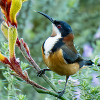 Eastern Spinebill